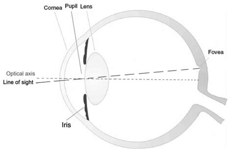 The Optical System Of The Human Eye Consists Of Three Main Components