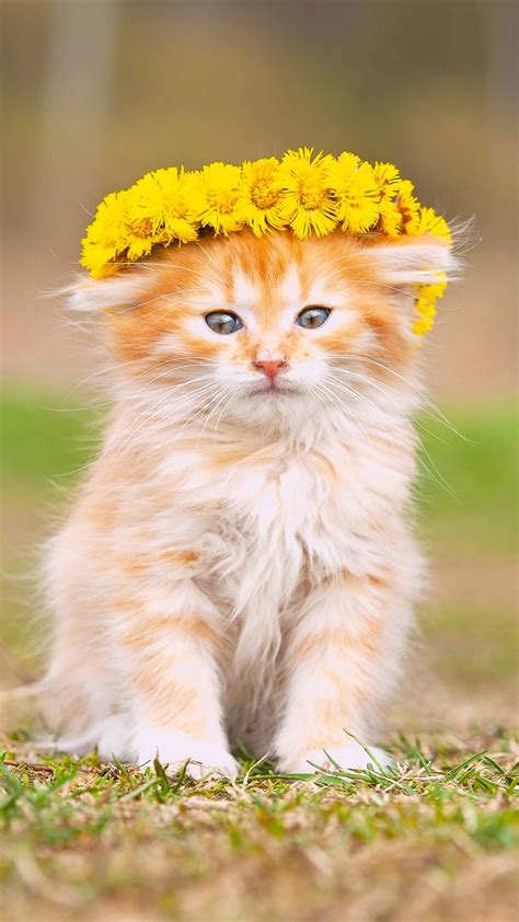 Cute Fluffy Kitten Wreath Yellow Flowers Iphone Wallpaper 1080x1920