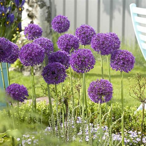 Complete Allium Collection YouGarden