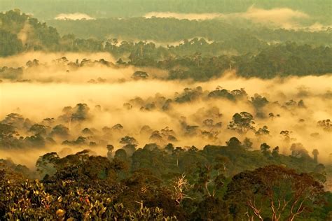 3 Daagse Tour Maleisië Borneo Rainforest Lodge Danum Valley 333travel