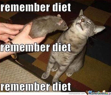 15 Animal Memes That Only People On Diets Will Get Cuteness