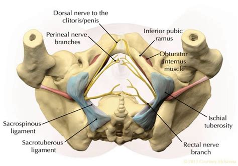 Pudendal Nerve Block Procedure