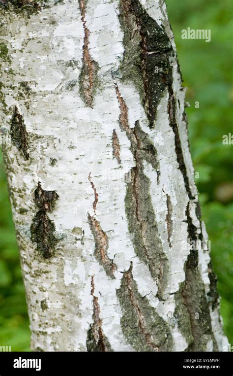 Silver Birch Bark Tree Trees Silverbirch Wood Woods Forest Deciduous