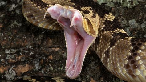 The Real Reason Snake Venom Is More Valuable Than Gold