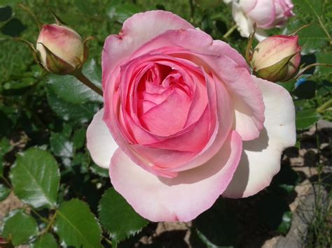Ranczo Elma Róża Rosa Eden Rose 85