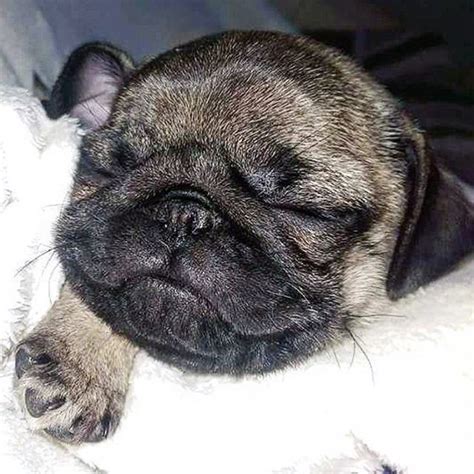 Pug Pugs Sleeping Sleep Squishy Perro Bebes Prove Anywhere Absolutely
