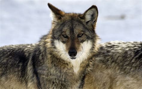 Download Wallpaper 3840x2400 Wolf Glance Predator Beast Wildlife 4k