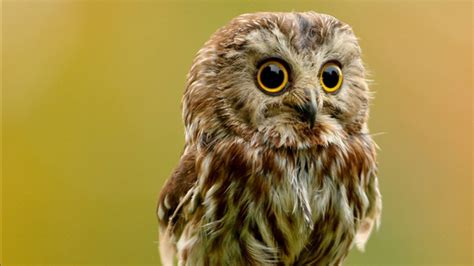 Super Cute Baby Owls