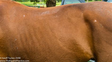 Inflammatory Respiratory Disease The Horses Advocate