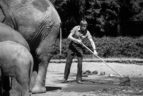 Zoo Keeper Sweeping Up Elephant Mess Zoo Keeper Sweeping U Flickr