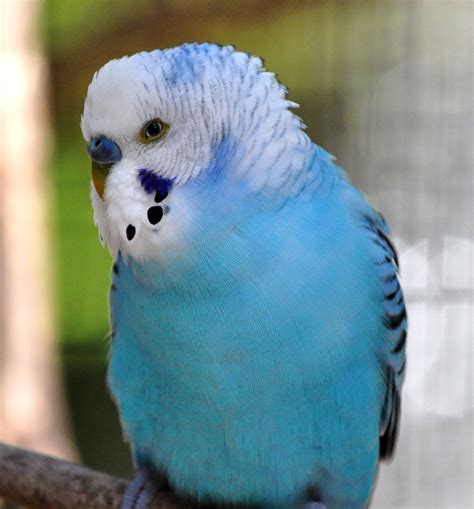 Blue Budgie Jim Flickr