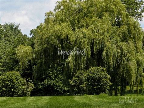 Stunning Weeping Willow Tree Artwork For Sale On Fine