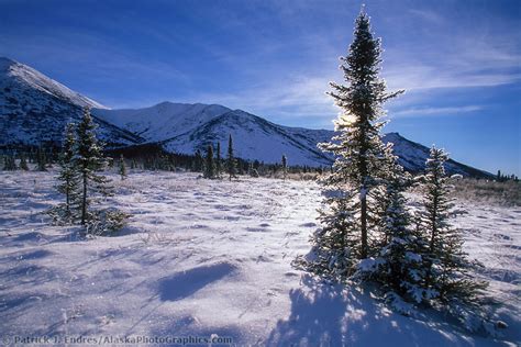 Winter Tundra Landscape
