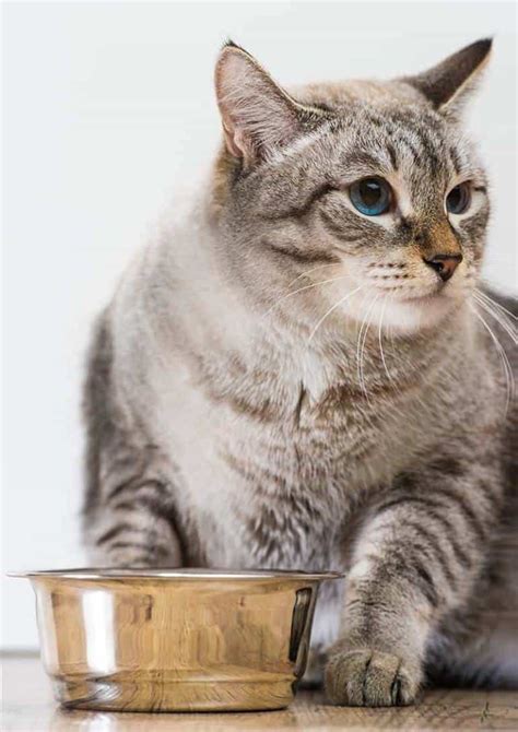 Jak odchudzić kota bezpiecznie i czym karmić otyłego kota?