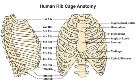 Rib Cage Anatomy Archives Samarpan Physiotherapy Clinic Ahmedabad