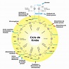 Ciclo de Krebs – Wikipédia, a enciclopédia livre