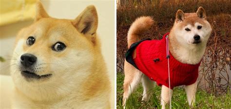 Doge Meme Doge For Meme Of The Decade Memes The Price Of Dogecoin