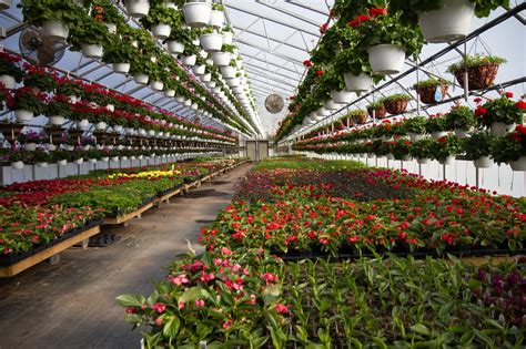 How To Choose The Best Greenhouse Materials To Extend Your Gardening