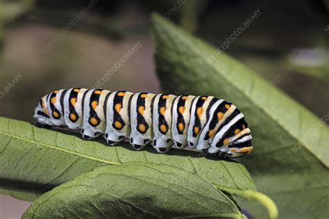 Eastern Black Swallowtail Caterpillar Stock Image C0448233