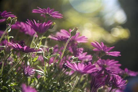 Purple Daisies Backlight In The Garden Stock Photo Image Of Fresh