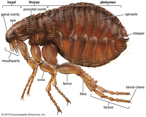 The Characteristics Of Fleas Information Houses