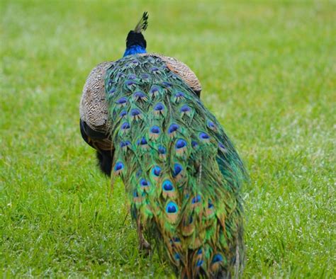 10 Best Places To Find Wild Peacocks In India Wildlifezones