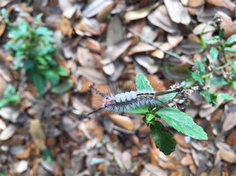 What Is That Fuzzy Caterpillar Falling From My Oak Tree UF IFAS