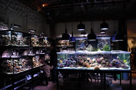 Local Fish Store Mixes Alcohol And Aquariums Aquanerd