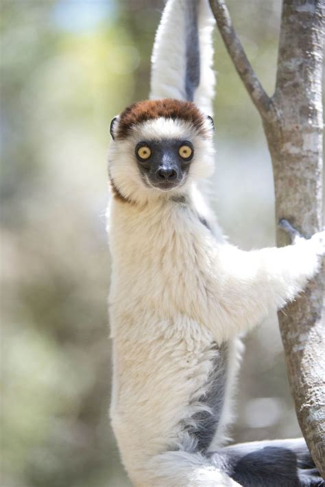 Verreauxs Sifaka Lemurs Are The Most Charismatic Creatures Among