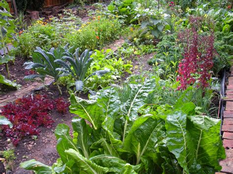 Free Download Vegetable Garden Wallpaper In The Vegetable Garden