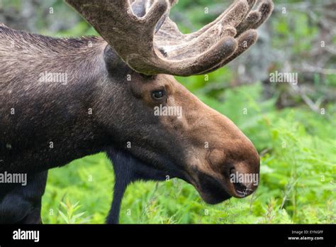 bull moose walking through the forest in cape breton highlands national park cabot trail stock