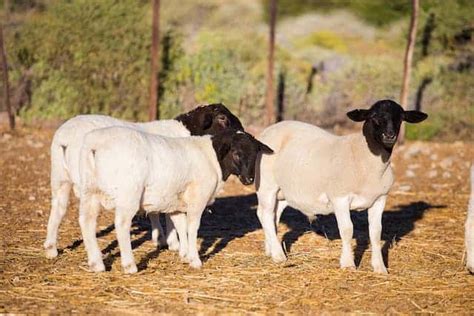 Dorper Sheep Breed Characteristics Farming Pros And Cons