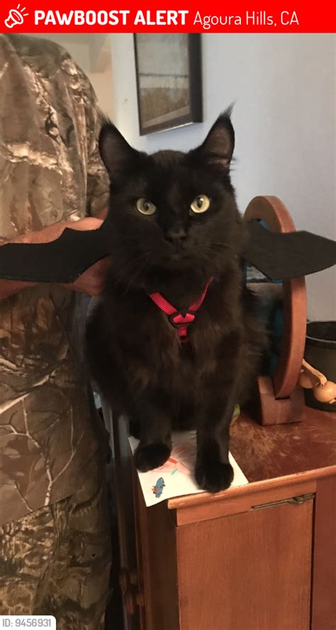 Agoura Hills Ca Lost Male Cat Mclovin Is Missing Pawboost