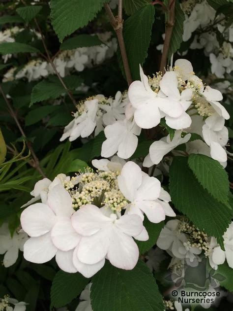 Buy Viburnum Plicatum Kilimanjaro Sunrise Plants From Burncoose