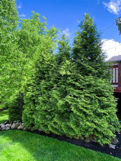 Fast Growing Evergreen Trees And Shrubs Fast Growing Evergreens My