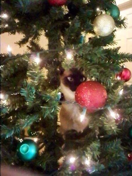 Siamese Cat In Christmas Tree Cat Christmas Tree Meowy Christmas