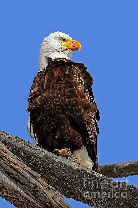 American Bald Eagle Portrait By Regina Geoghan In 2023 Bald Eagle