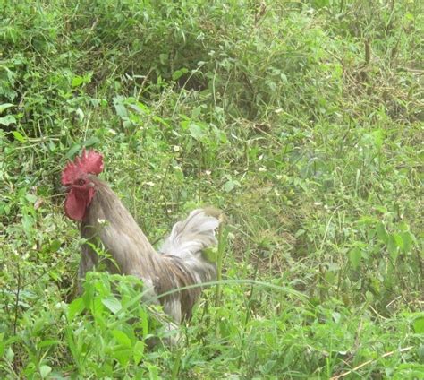 What Exactly Are Indigenous Chickens Kyeema Foundation