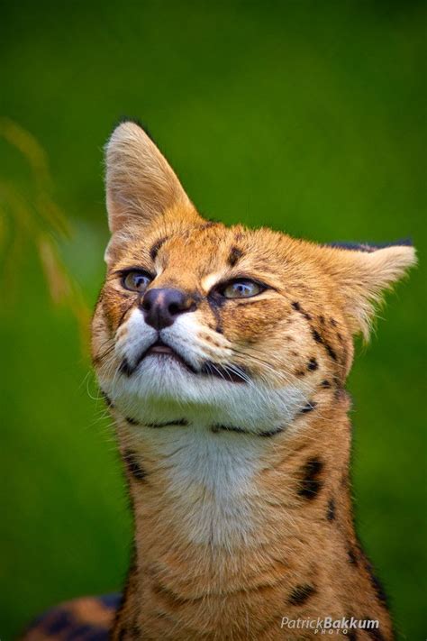 1000 Images About Wild Cats Of Africa 5 Serval