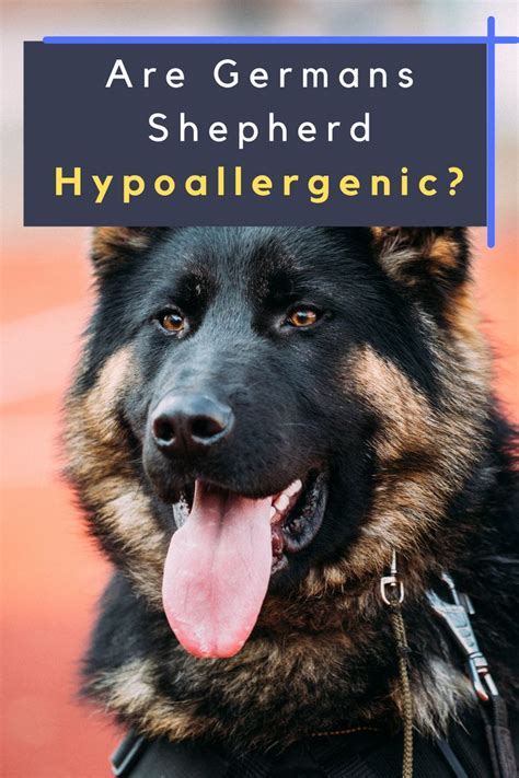 Are German Shepherds Hypoallergenic In 2021 German Shepherd Popular