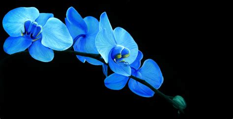 🔥 42 Blue Orchid Wallpaper Wallpapersafari