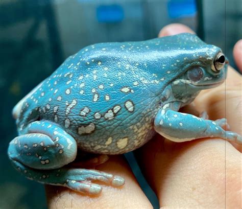 Super Snowflake Whites Tree Frog Blue A Tree Frog Collective