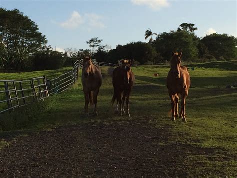 Heart Ranch - Hilo Hawaii