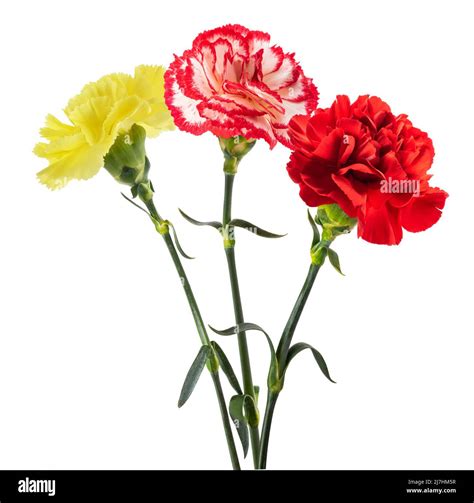 Carnation Leaves Hi Res Stock Photography And Images Alamy