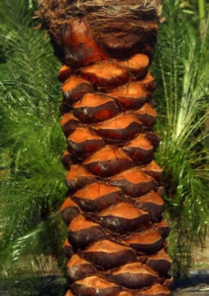 Polynesian Produce Stand Edible Date Palm ~degelet Noor~ Phoenix