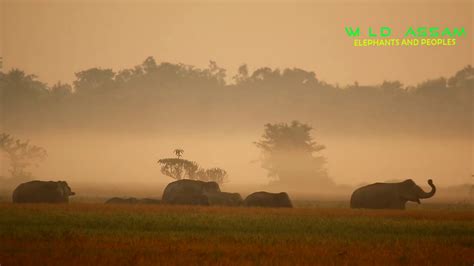 Elephants Sunrise Foggy Morning In The Village The Most
