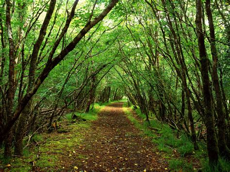 Free Photo Green Forest Forest Green Landscape Free Download
