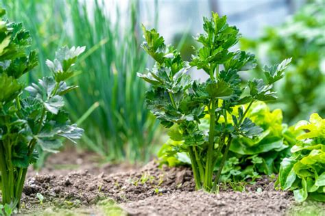Growing Celery In Containers The Ultimate Celery Garden Guide