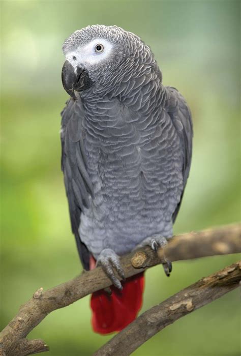 African Gray Parrot Bird Britannica