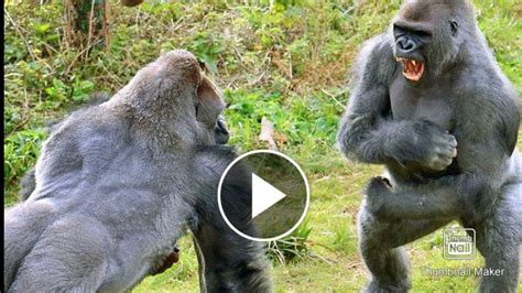 Classic Fight Lion Gorilla Attack Amazing Animals Attacks Wild